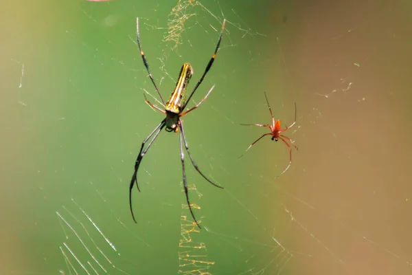 Nephila Maculata Aranhas Mentir Sobre Folhas Para Capturar Presas — Fotografia de Stock