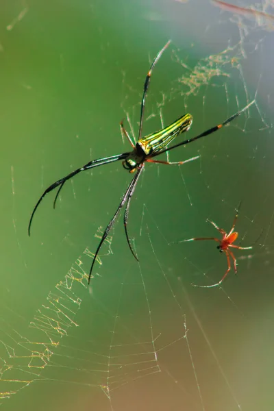 Nephila Maculata Pókok Fekszenek Leveleken Hogy Csapdába Ejtsék Zsákmányt — Stock Fotó