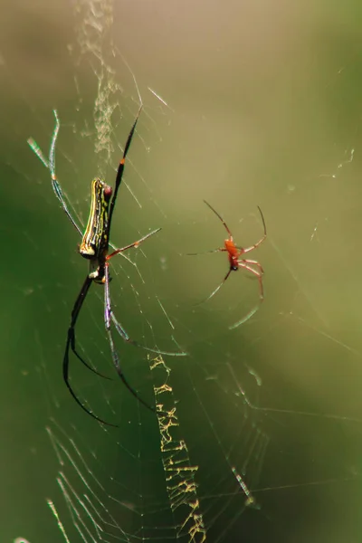 Ragni Nephila Maculata Giacciono Sulle Foglie Intrappolare Prede — Foto Stock