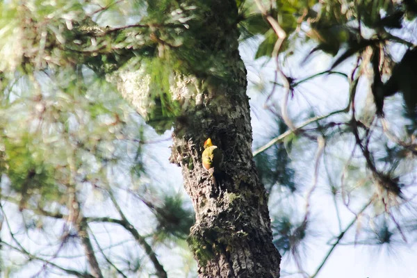 메가라 이시아 티카는 딱따구리처럼 나무를 속으로 듭니다 둥지를 위해서 — 스톡 사진
