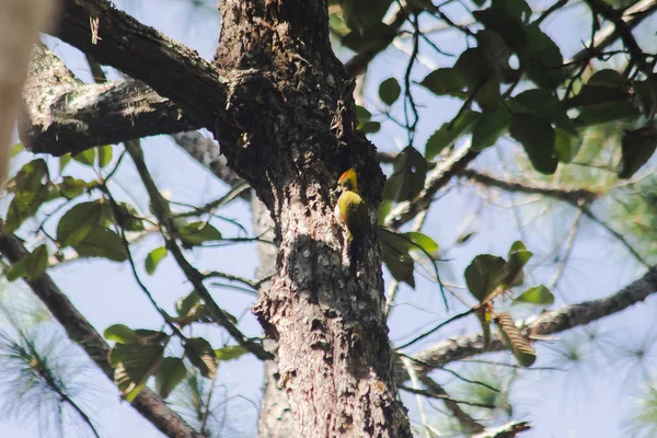 Megalaima asiatica drilling trees into holes like a woodpecker. To build a nest