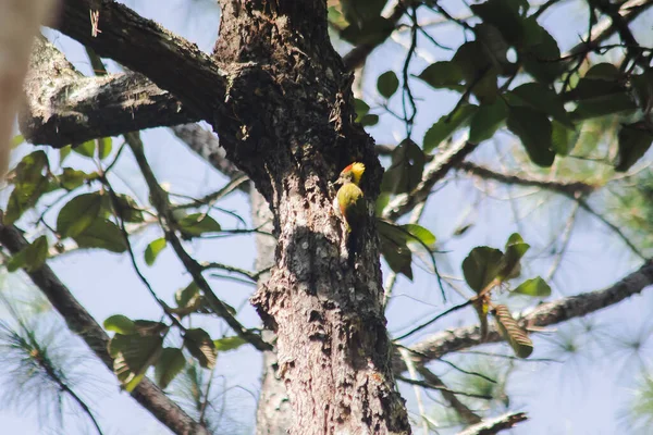 Megalaima asiatica drilling trees into holes like a woodpecker. To build a nest