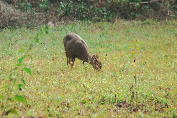 Ciervo Cerdo Estaba Borde Del Bosque Pequeño Dee —  Fotos de Stock