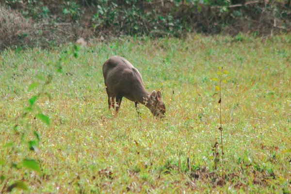 Hog Deer Stood Edge Forest Small Dee — Stock Photo, Image