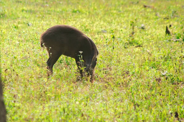 森の端にはホッグ鹿が立っていた 小さな仲間 — ストック写真