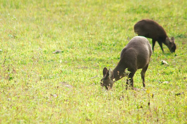 Veado Porco Estava Borda Floresta Uma Pequena Ação — Fotografia de Stock