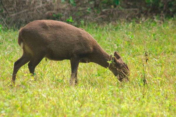 Ciervo Cerdo Estaba Borde Del Bosque Pequeño Dee —  Fotos de Stock