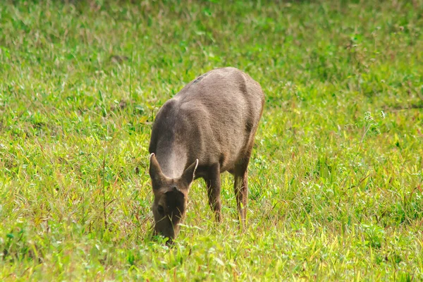 Ciervo Cerdo Estaba Borde Del Bosque Pequeño Dee —  Fotos de Stock