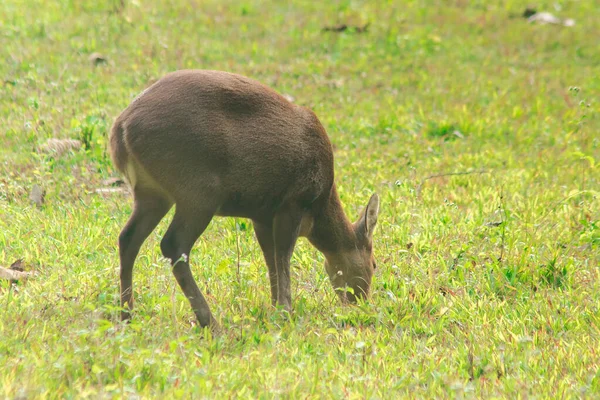 Ciervo Cerdo Estaba Borde Del Bosque Pequeño Dee — Foto de Stock