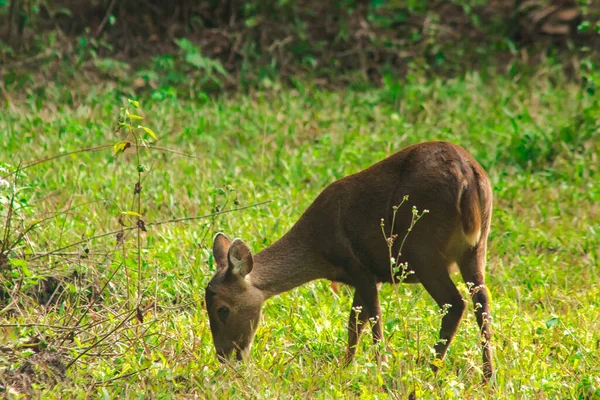 Varkensherten Stonden Aan Rand Van Het Bos Een Kleine Dee — Stockfoto