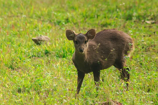 その豚の鹿は森の端に立っていた 小さな仲間 — ストック写真