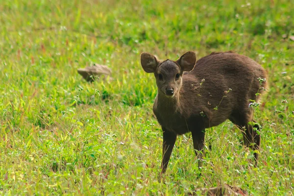 Ciervo Cerdo Paró Borde Del Bosque Pareciendo Sospechoso Pequeño Dee —  Fotos de Stock