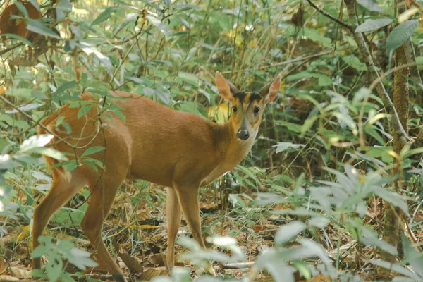 Cerf Aboyant Debout Dans Lisière Forêt Petit Cerf — Photo