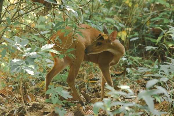 Veado Ladrando Borda Floresta Uma Pequena Ação — Fotografia de Stock