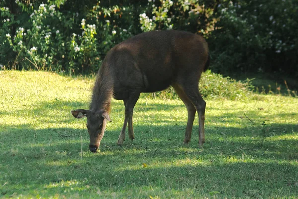 Cerf Debout Sur Loi — Photo