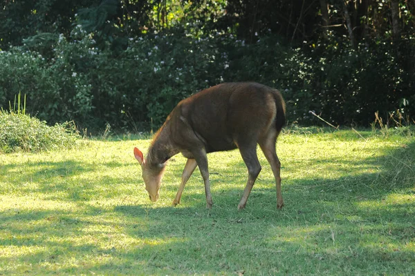 Cerf Debout Sur Loi — Photo