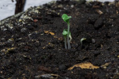 Tohumlar filizlenir ve taze yaprakları büyümeleri için toprağı terk eder..