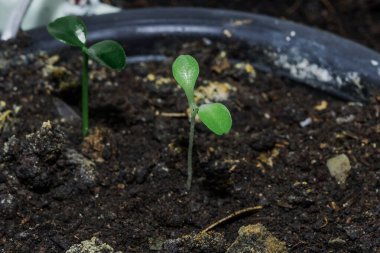 Tohumlar filizlenir ve taze yaprakları büyümeleri için toprağı terk eder..