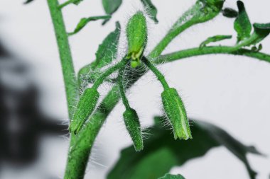 Çiçek açan domates poleni macr