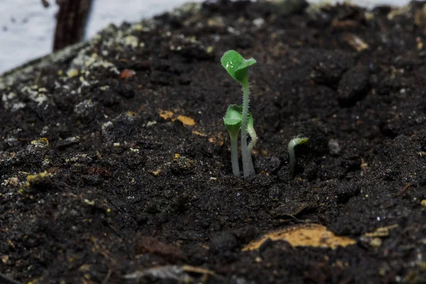 Semi Germinano Lasciando Giovani Foglie Fuori Dal Terreno Crescere — Foto Stock