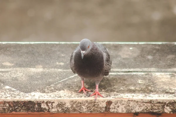 Tauben Auf Dem Dach Tauben Sind Geflügel Das Wir Überall — Stockfoto