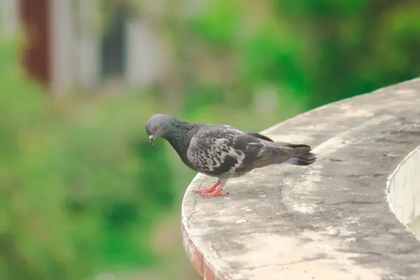 Las Palomas Techo Las Palomas Son Aves Corral Que Podemos — Foto de Stock