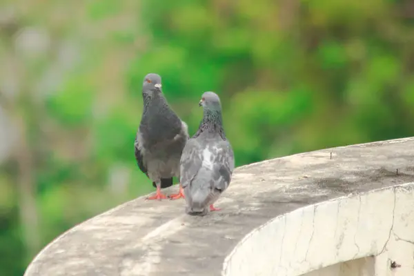 Tauben Auf Dem Dach Tauben Sind Geflügel Das Wir Überall — Stockfoto