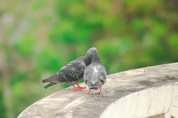 Pigeons Roof Pigeons Poultry Can See Everywhere — Stock Photo, Image