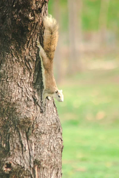 Ein Eichhörnchen Auf Einem Ast — Stockfoto