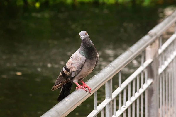 비둘기 울타리 비둘기는 울타리 비둘기는 과거부터 현재까지 관계가 새이다 의사소통을 — 스톡 사진