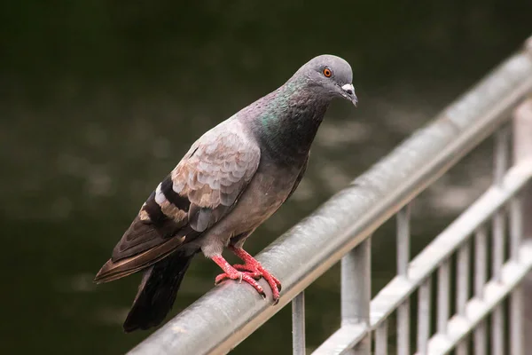 Pomba Sobre Cerca Pombo Pássaro Que Pomba Sobre Cerca Pombo — Fotografia de Stock