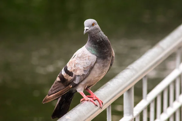 비둘기 울타리 비둘기는 울타리 비둘기는 과거부터 현재까지 관계가 새이다 의사소통을 — 스톡 사진