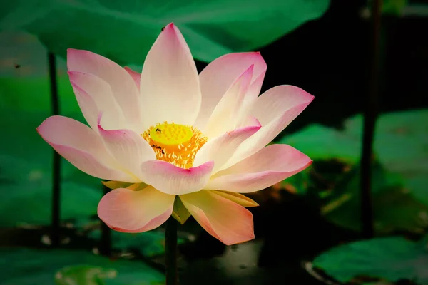 Pink lotus bloom in the pond, Macro photo of a pink blooming lotus in a pond.