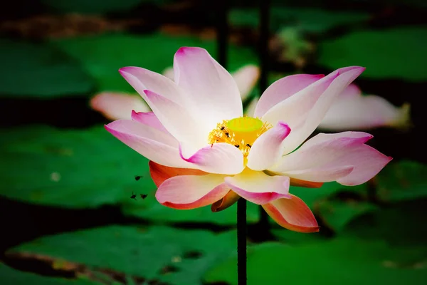 Pink lotus bloom in the pond, Macro photo of a pink blooming lotus in a pond.