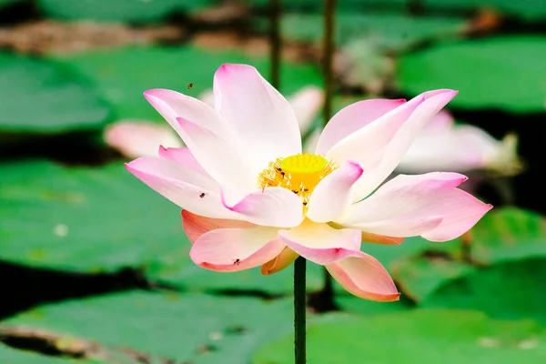 Gölette Açan Pembe Nilüfer Gölette Açan Pembe Nilüfer Çiçeğinin Macro — Stok fotoğraf
