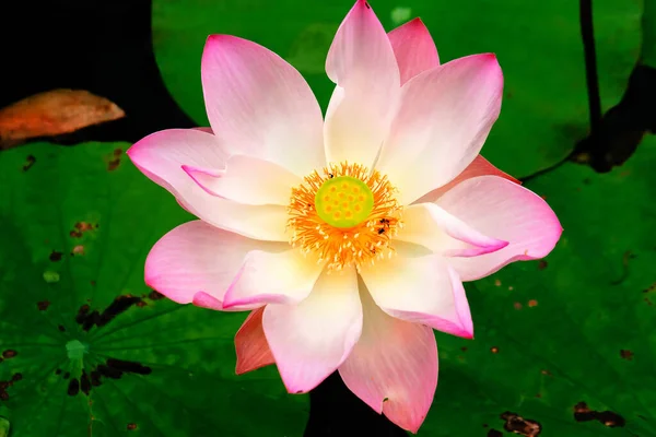 Lotus Rose Fleuri Dans Étang Macro Photo Lotus Rose Fleuri — Photo