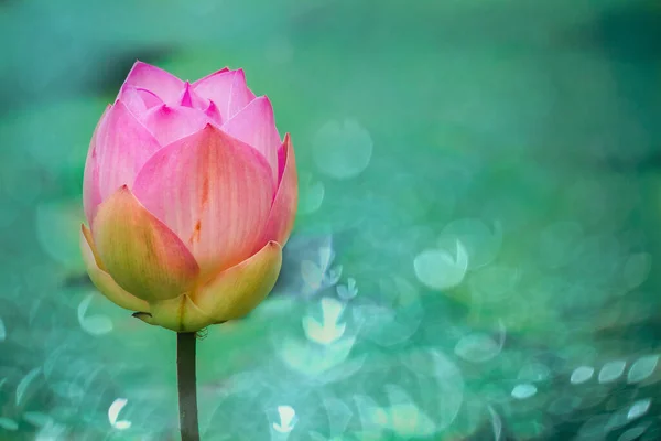 Indian Lotus, Sacred Lotus, Bean of India Large flower pink with dark pink inner petals. The base of the flower is white.