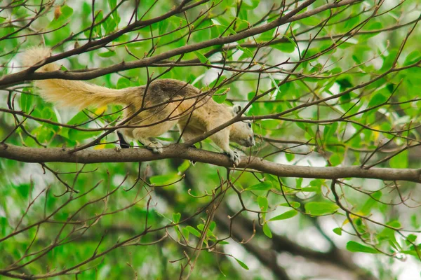 Una Ardilla Una Rama — Foto de Stock