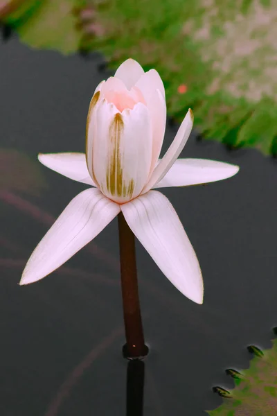 Flor Lótus Branco Lago — Fotografia de Stock