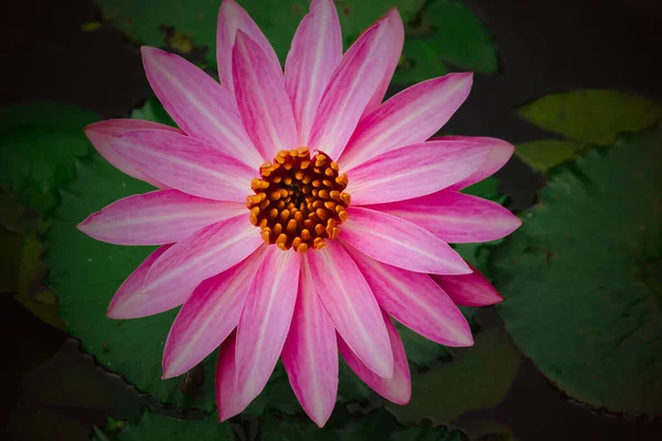Rózsaszín Lótuszvirág Tóban Makró Fotó Egy Rózsaszín Virágzó Lótuszról Tóban — Stock Fotó