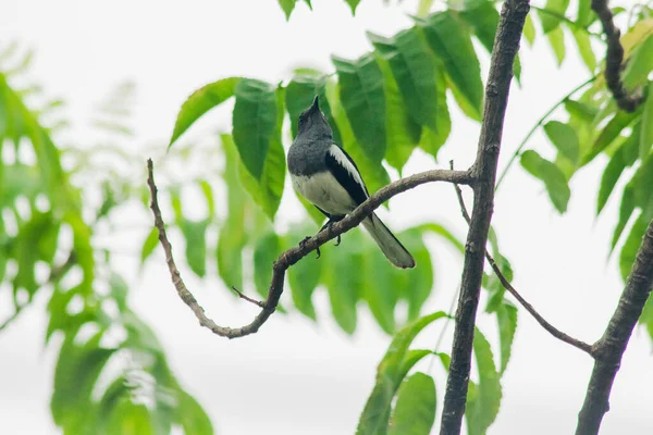 Oriental Magpie Robin Branc — Stock Photo, Image