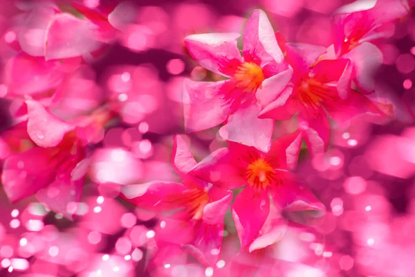 Oleander Belle Fleur Rose Est Classé Comme Une Plante Florale — Photo