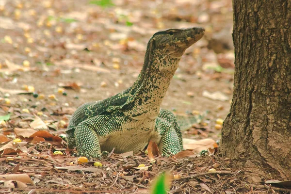 Wasserwaran Varanus Salvator Ist Ein Großes Reptil Wohnen Wassernähe — Stockfoto