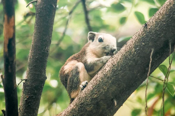 Squirrel Branc — Stock Photo, Image