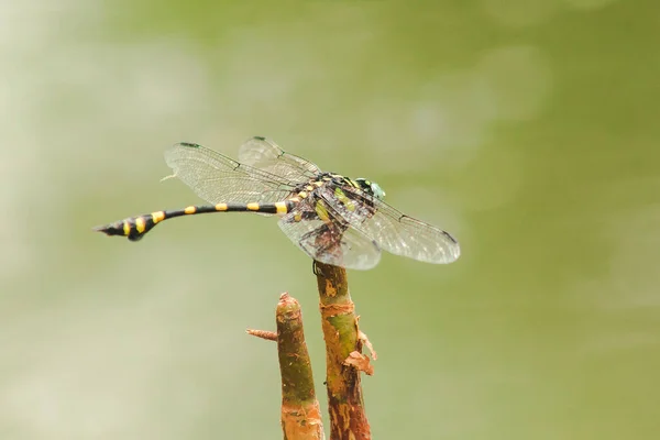 Female Orthetrum Sabina Spread Wings Dry Branch — Stock Photo, Image