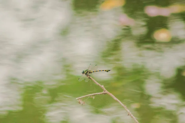 Orthetrum Sabina Fêmea Abriu Asas Ramo Seco — Fotografia de Stock