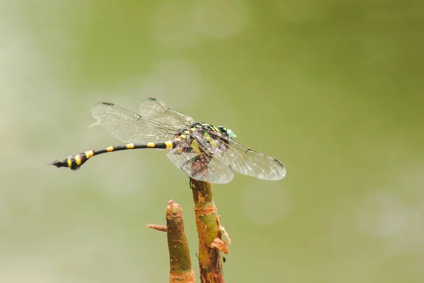 Female Orthetrum Sabina Spread Wings Dry Branch — Stock Photo, Image
