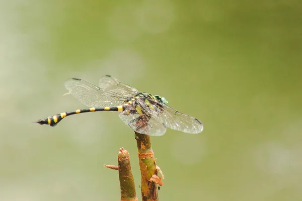 Orthetrum Sabina Femelle Déploie Ses Ailes Sur Une Branche Sèche — Photo