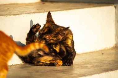 Siyah ve turuncu kedi yavrusu temizliğini korumak, kürkünü parlak ve itici tutmak ve kan dolaşımını canlandırmak için kendini tımar eder..