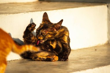 Siyah ve turuncu kedi yavrusu temizliğini korumak, kürkünü parlak ve itici tutmak ve kan dolaşımını canlandırmak için kendini tımar eder..